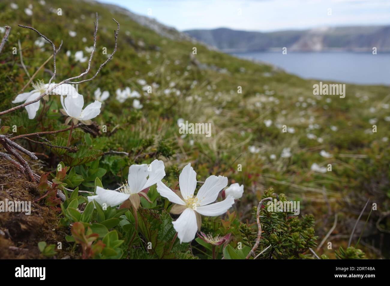 Weiße Blumen des Nordens mit Klippen im Hintergrund Stockfoto