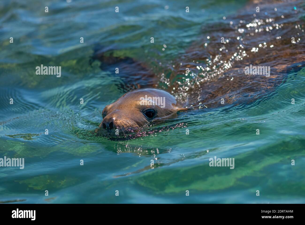 Nahaufnahme von Galapagos-Seelöwe (zalophus californianus) Schwimmen von den Küste von Los Islotes, Baja California, Mexiko. Stockfoto