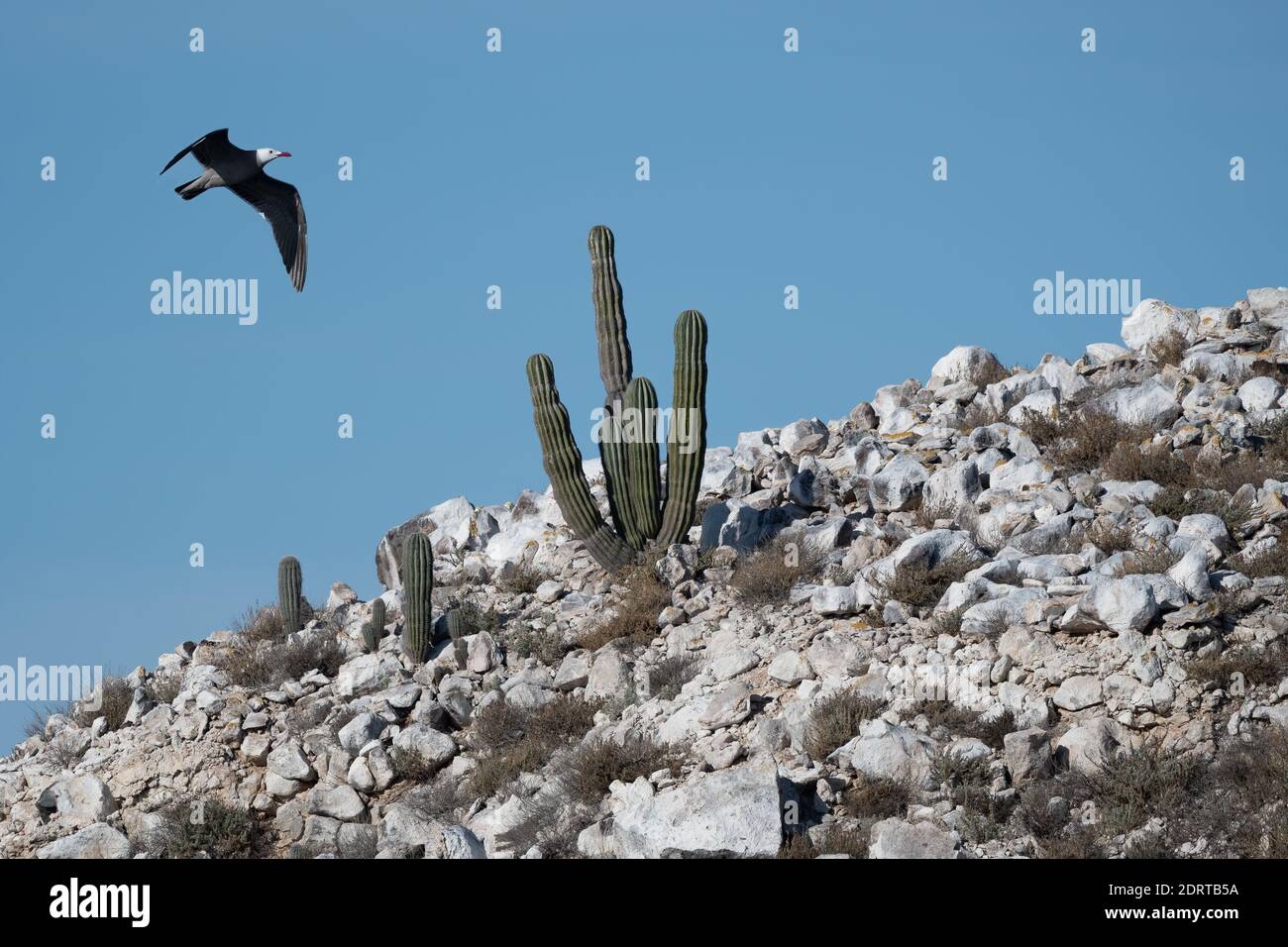 Eine Heermann-Möwe (Larus heermanni) fliegt über den Cardonkaktus (Pachycereus pringlei) auf der Isla Rasa im Meer von Cortez, Baja California, Mexiko. Stockfoto