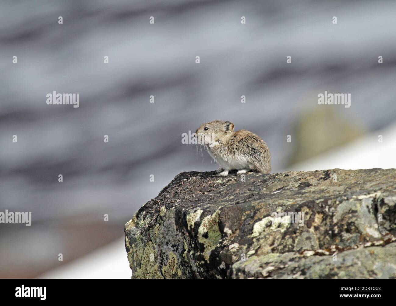 Alaskafluithaas, Collared pika Stockfoto