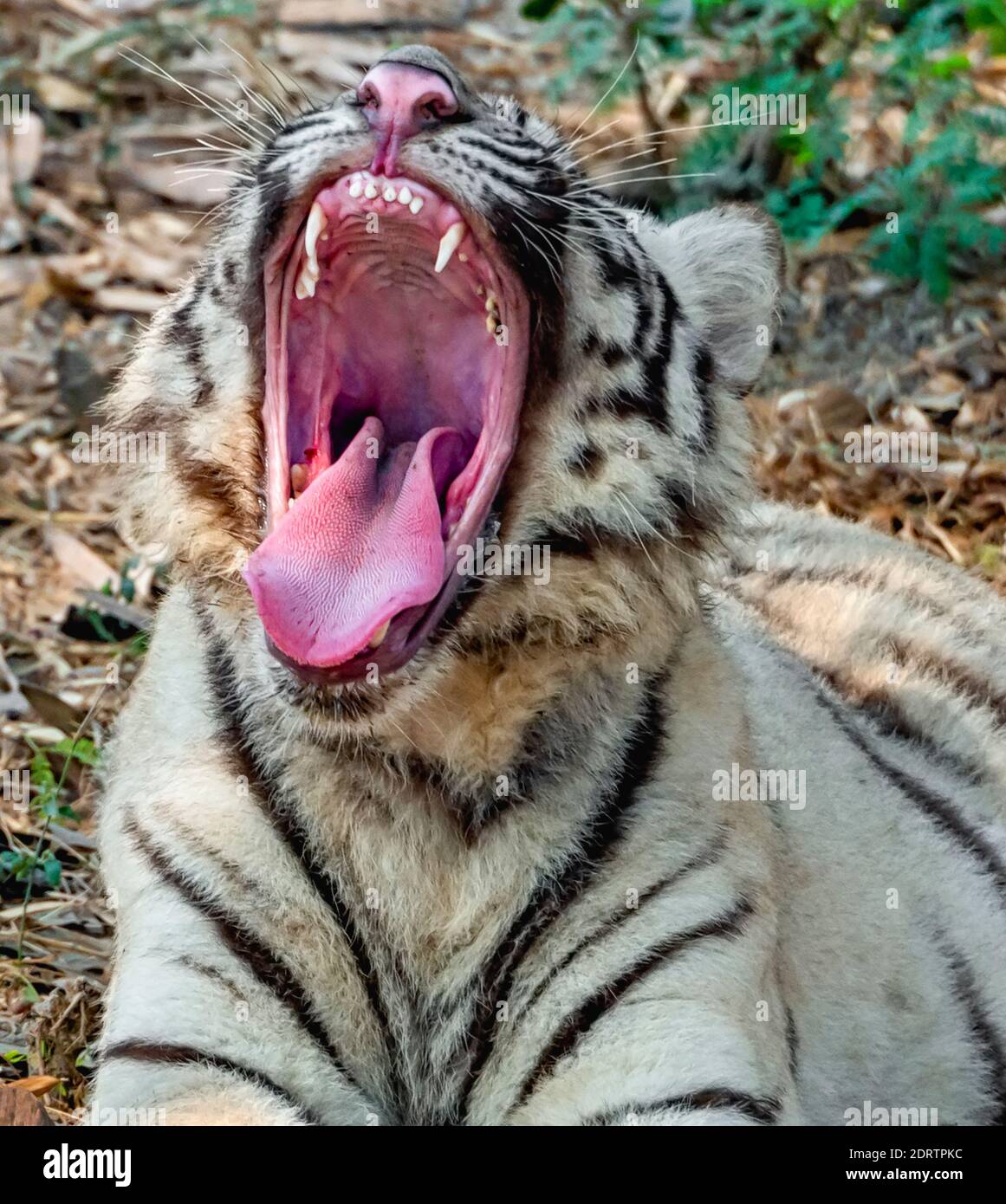 Ein gähnend weißes Tigerjunges im Tigergehege im National Zoological Park Delhi, auch bekannt als Delhi Zoo. Stockfoto