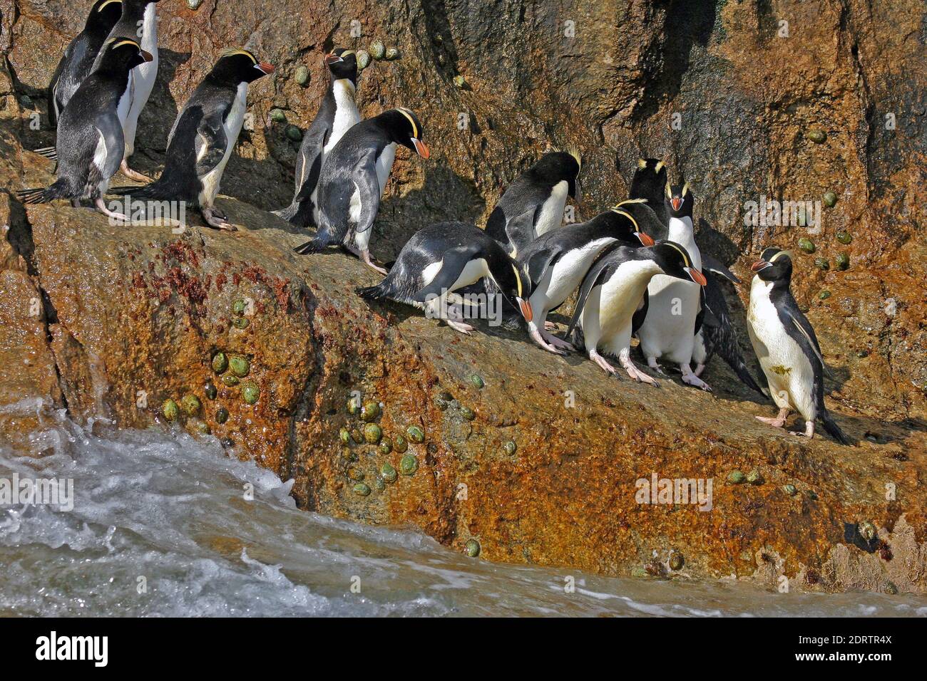 Pinguine mit aufrechter Haubenschürte warten am Wasserrand. Stockfoto