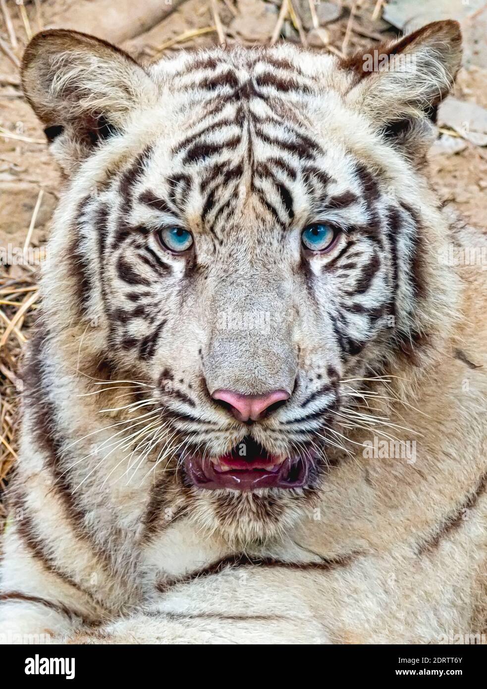 Eine Nahaufnahme des Gesichts/Kopfes eines weißen Tigers im Tigergehege im National Zoological Park Delhi, auch bekannt als Delhi Zoo. Stockfoto