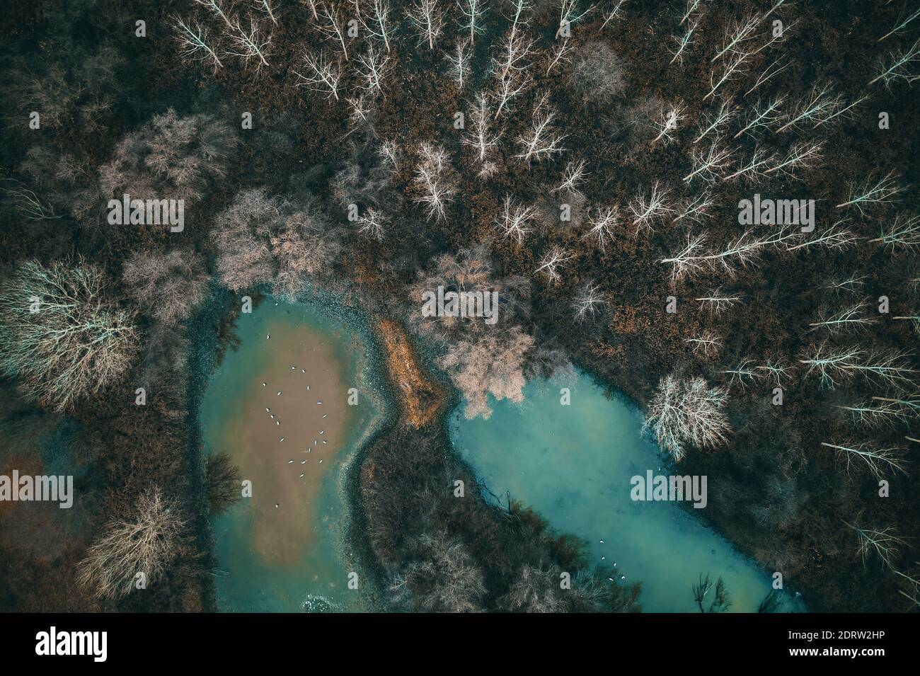 Luftaufnahme des Trockenteichsees in abgeschiedenen Waldgebiet in kalten Herbstmorgen, Draufsicht dramatische gruselige Landschaft Stockfoto