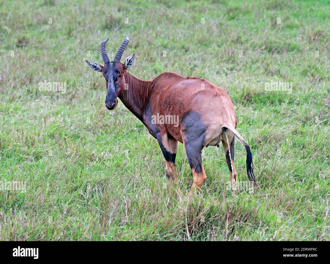 Topi, Topi Stockfoto