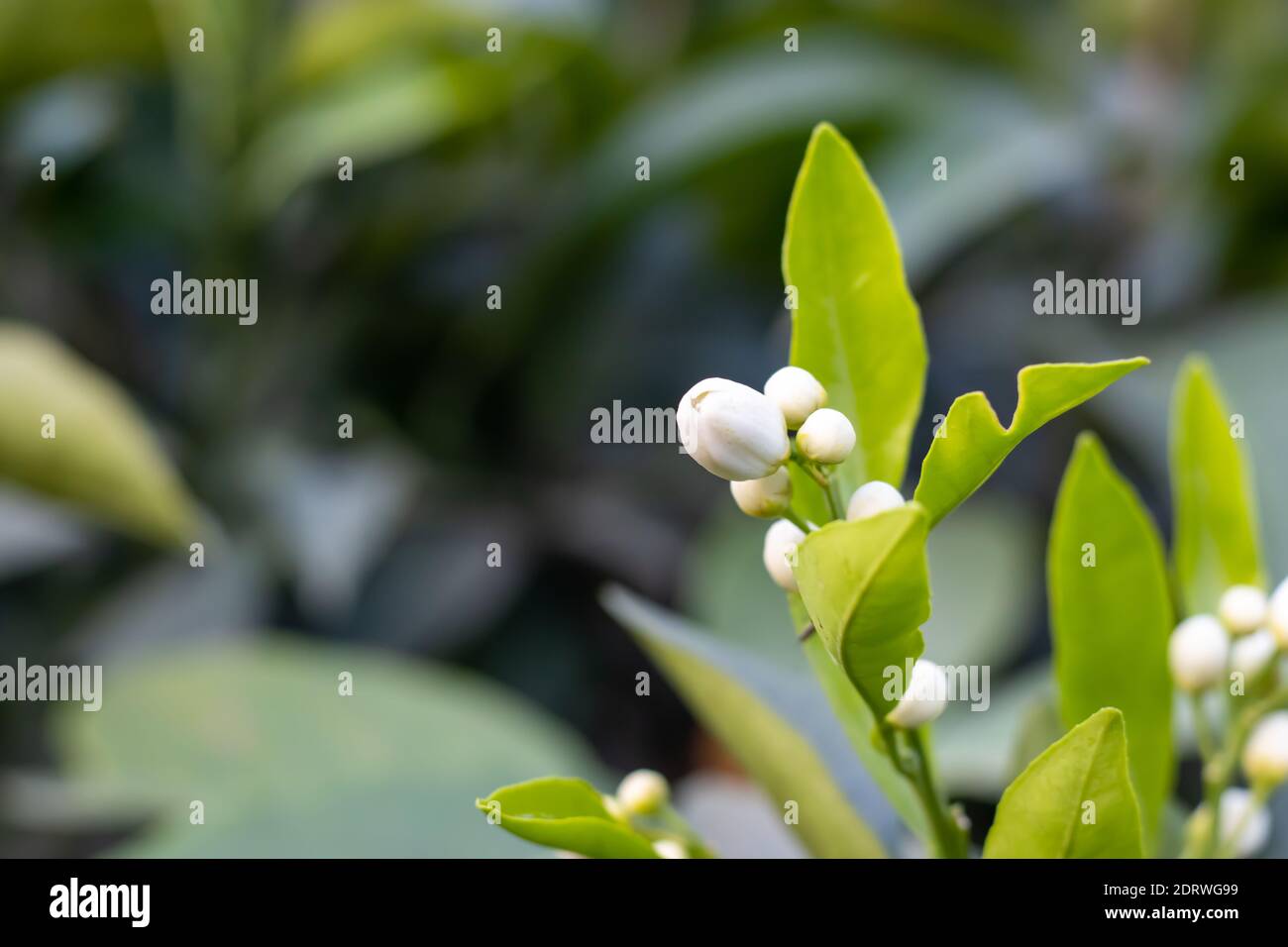 Grapefruit flower buds and leaves Fotos und Bildmaterial in hoher