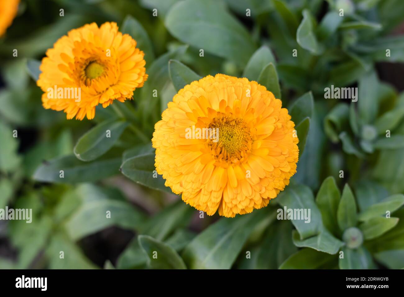 Gelbe Ringelblumen Nahaufnahme im Garten Mit Blättern und Baum am Abendlicht Stockfoto