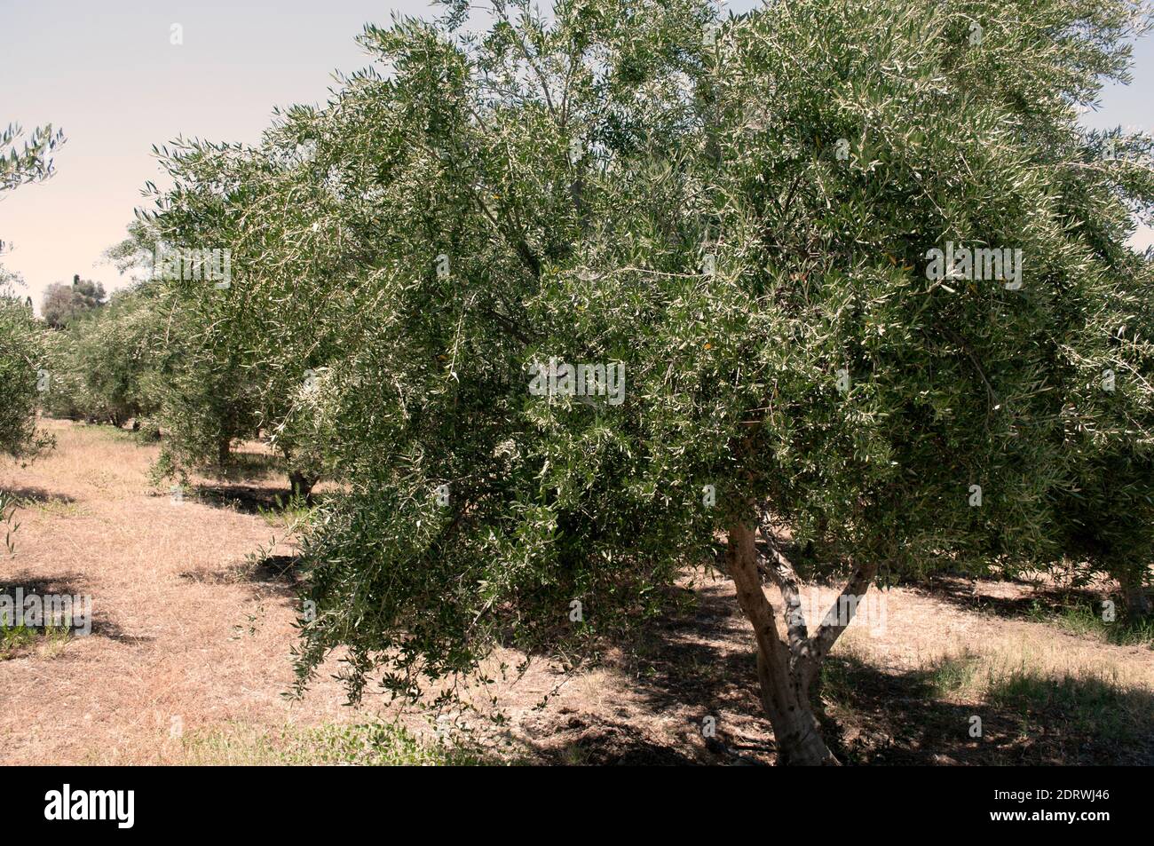 Olea europaea-Olivenbäume auf Kreta Griechenland Stockfoto