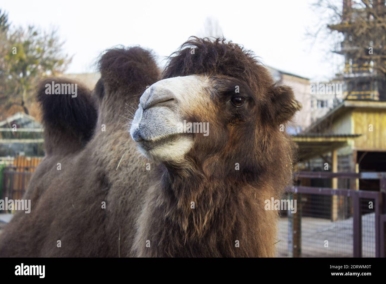Lustige Kamel mit zwei Höcker. Hochwertige Fotos Stockfoto
