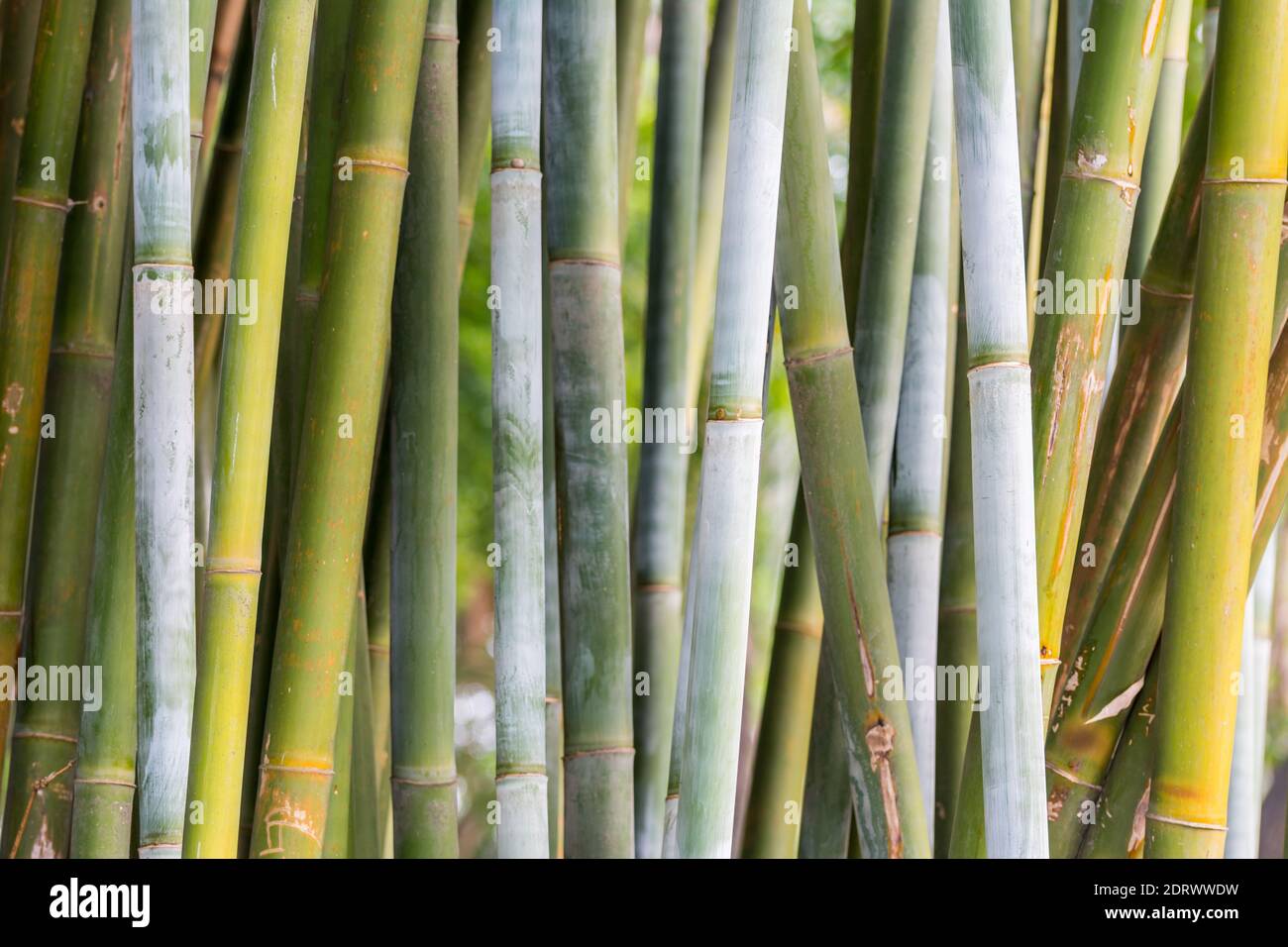 Grner Bambus von Bambusa cerosissima Anbau des Parks in Guangdong und  Guangxi Provinz, China Stockfotografie - Alamy