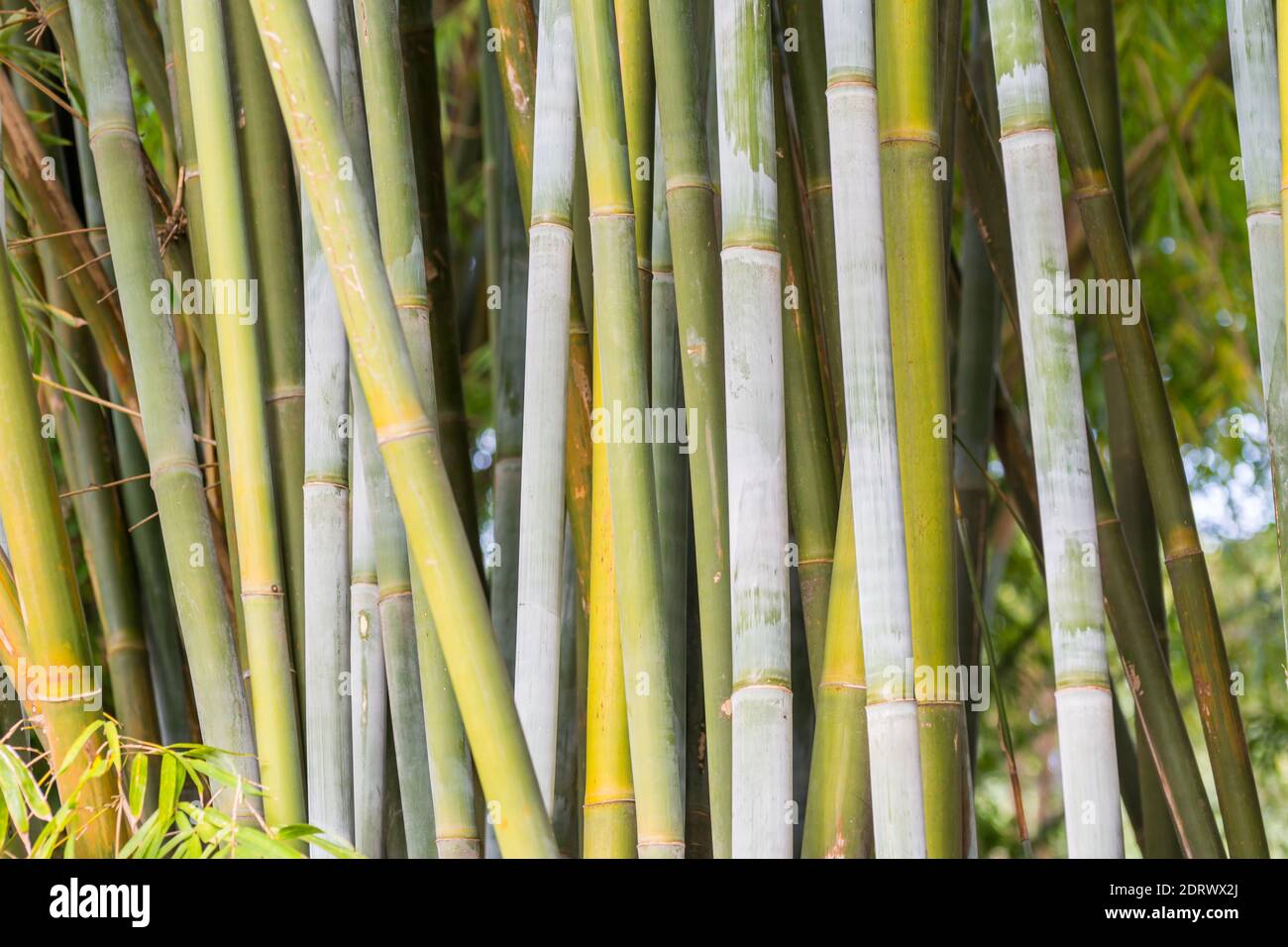 Grner Bambus von Bambusa cerosissima Anbau des Parks in Guangdong und  Guangxi Provinz, China Stockfotografie - Alamy