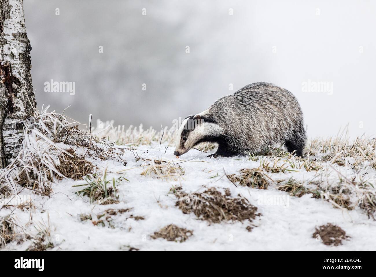 Portrait europäischer Dachs (Meles meles) in einer Winterlandschaft in einer natürlichen Wildnis. Wilde Szene der wilden Natur, Deutschland, Europa. Niedliches Tier Stockfoto