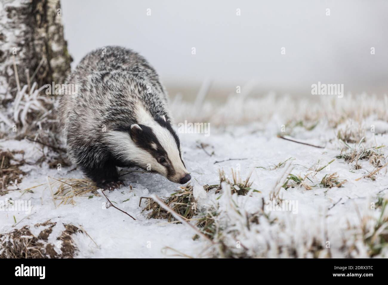 Portrait europäischer Dachs (Meles meles) in einer Winterlandschaft in einer natürlichen Wildnis. Wilde Szene der wilden Natur, Deutschland, Europa. Niedliches Tier Stockfoto