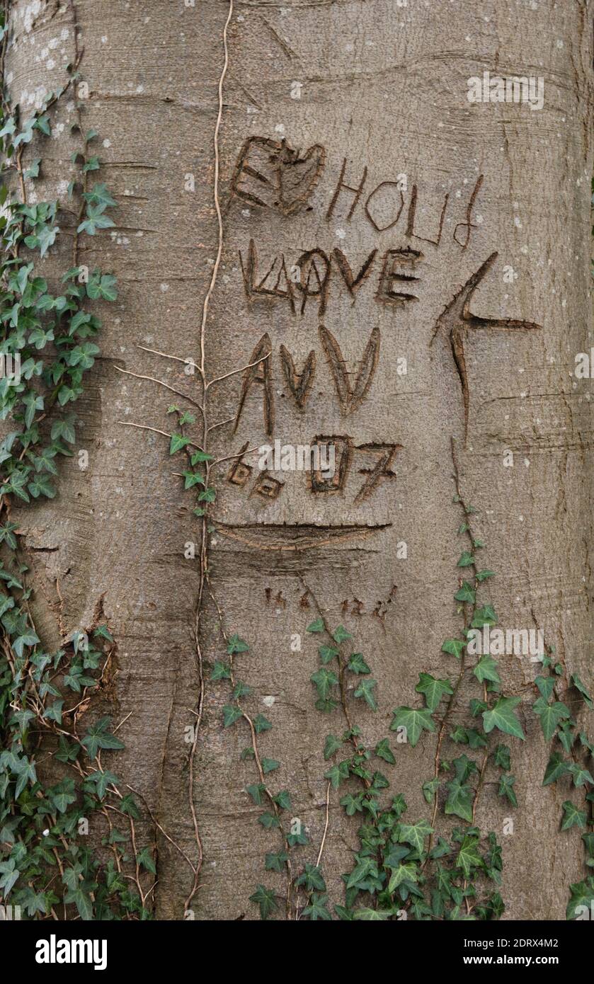Ein Herz, Initialen und ein Datum, das in die Rinde eines Buchenbaums geschnitzt wurde, überwuchert mit Efeu Stockfoto