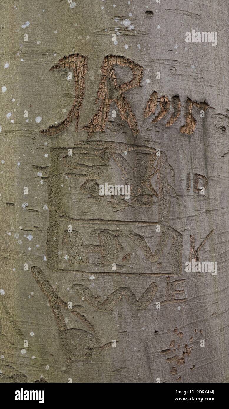 Initialen, die vor langer Zeit in der Rinde einer Buche geschnitzt wurden Baum Stockfoto