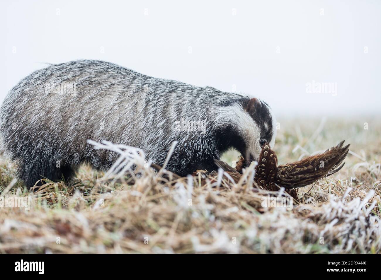 Europäischer Dachs (Meles meles) in einer Winterlandschaft frisst einen Fasan, der in einer natürlichen Wildnis-Umgebung gefangen ist. Wilde Szene der wilden Natur, Deutschland, EU Stockfoto
