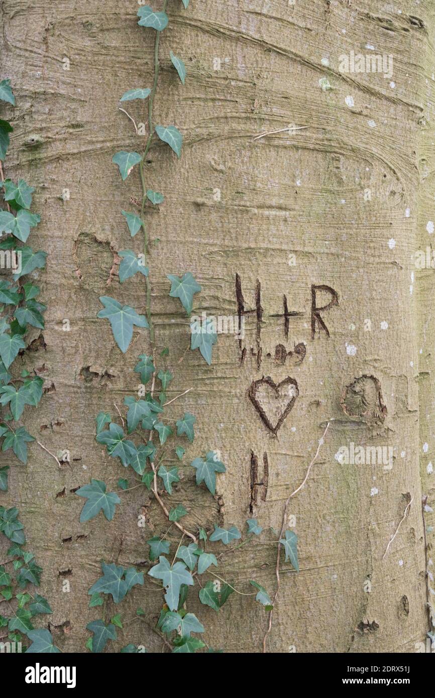 Ein Herz, Initialen und ein Datum, das in die Rinde eines Buchenbaums geschnitzt wurde, überwuchert mit Efeu Stockfoto