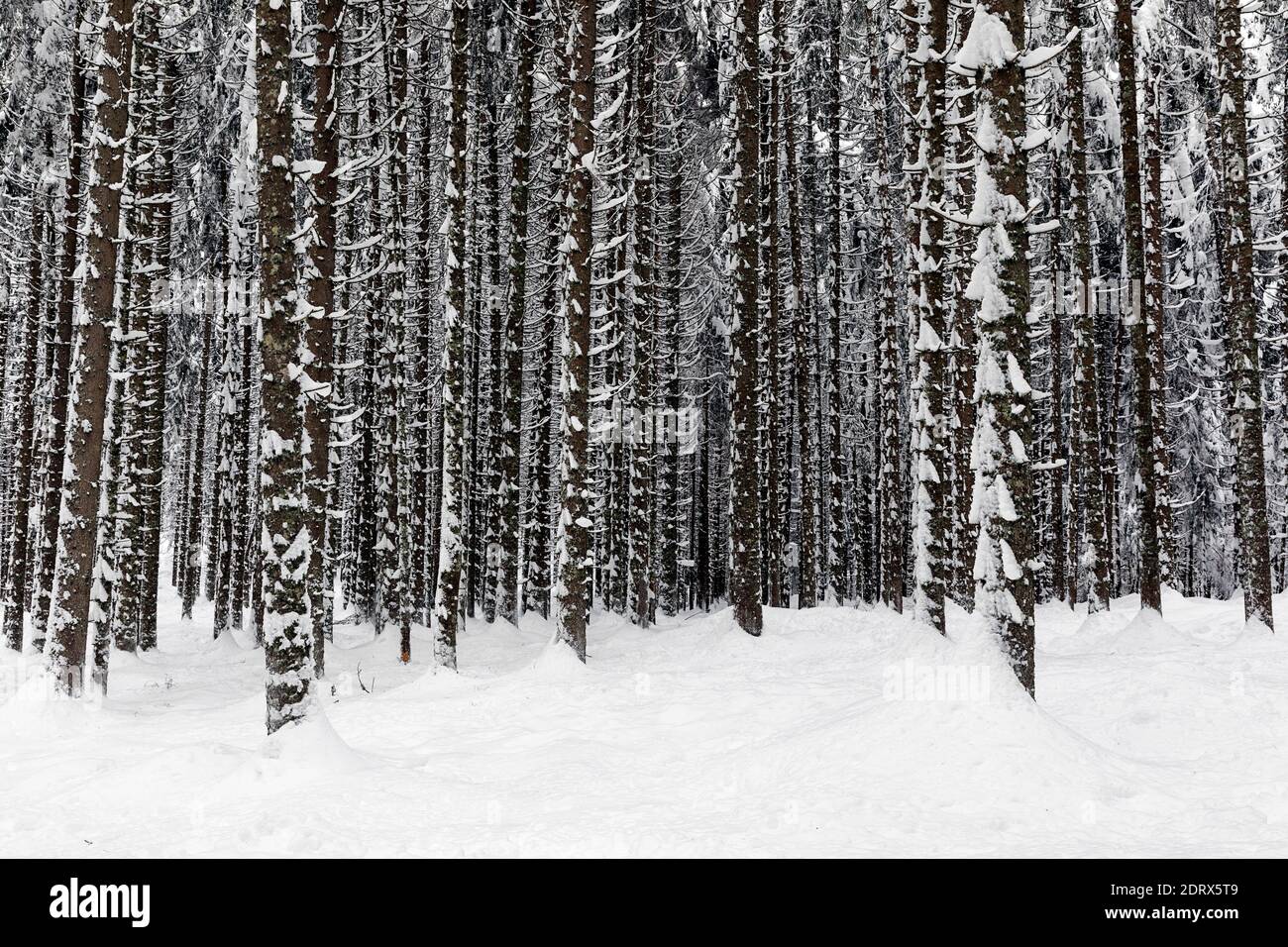 Wald im Winter, Baumstämme mit Schnee bedeckt Stockfoto