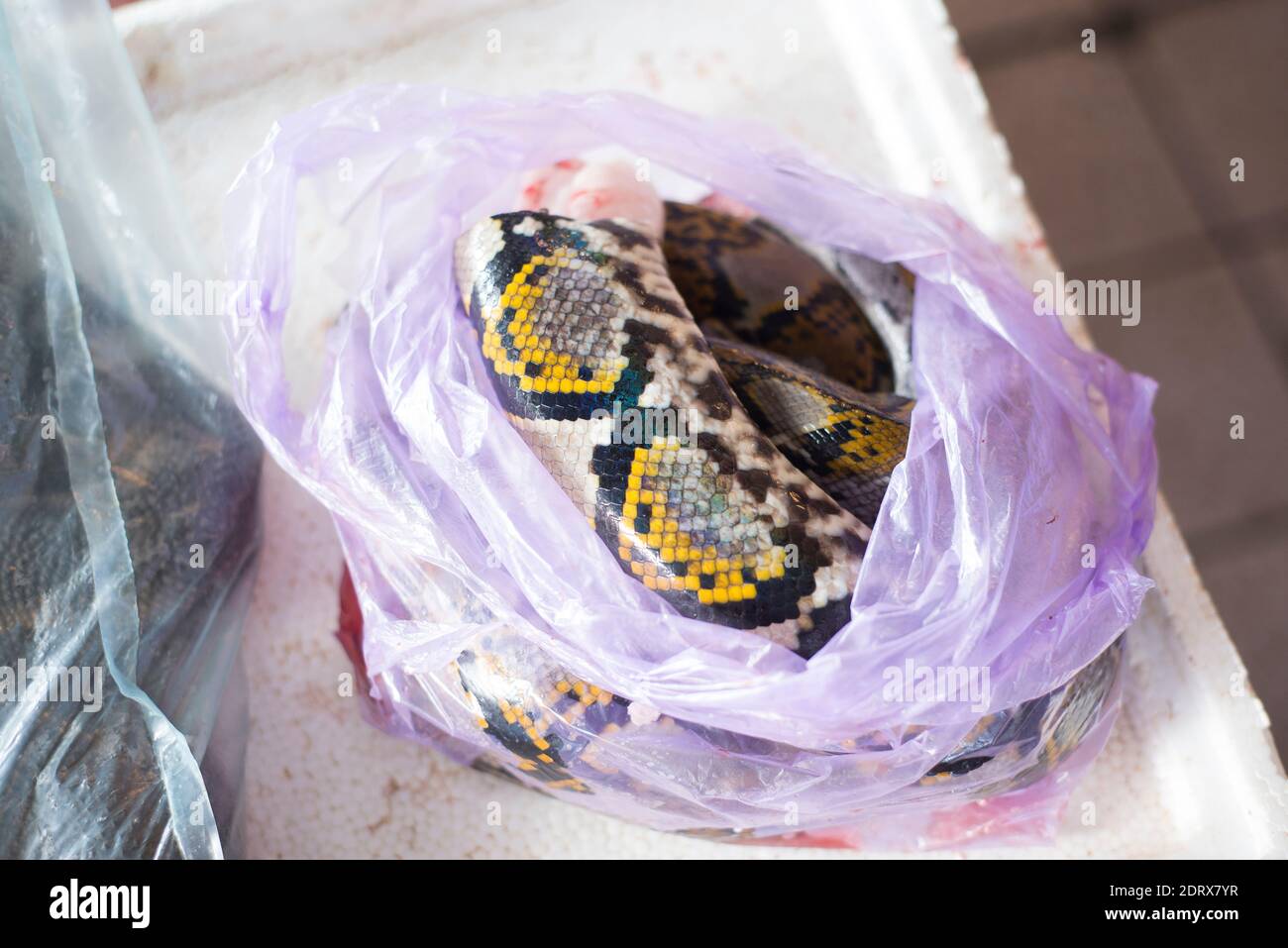 Schlangenfleisch Stockfotos Und Bilder Kaufen Alamy