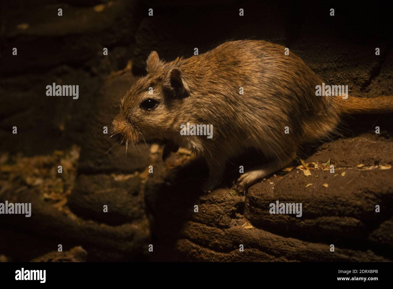 Braune Ratte, die auf einem Stein frisst. Hochwertige Fotos Stockfoto