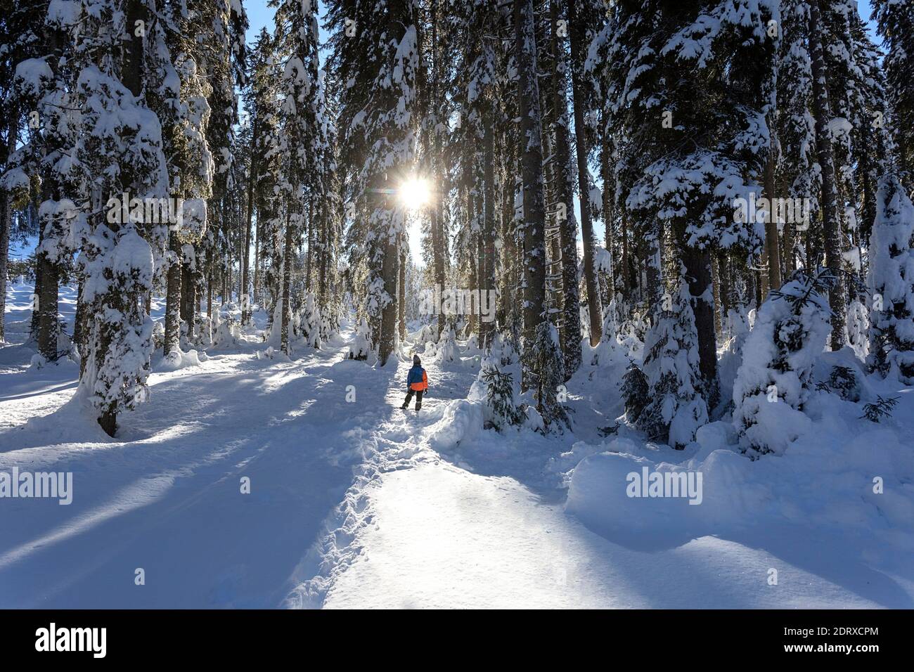 Junge steht im verschneiten Wald mit Sonne hinter Bäumen, Zajavornik Wiese, Pokljuka, Slowenien Stockfoto