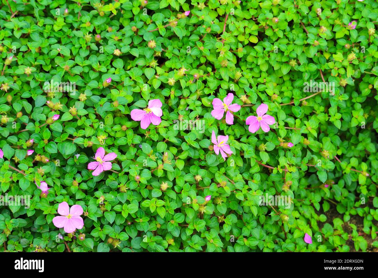 In der Nähe von rosa blühende Pflanze Stockfoto