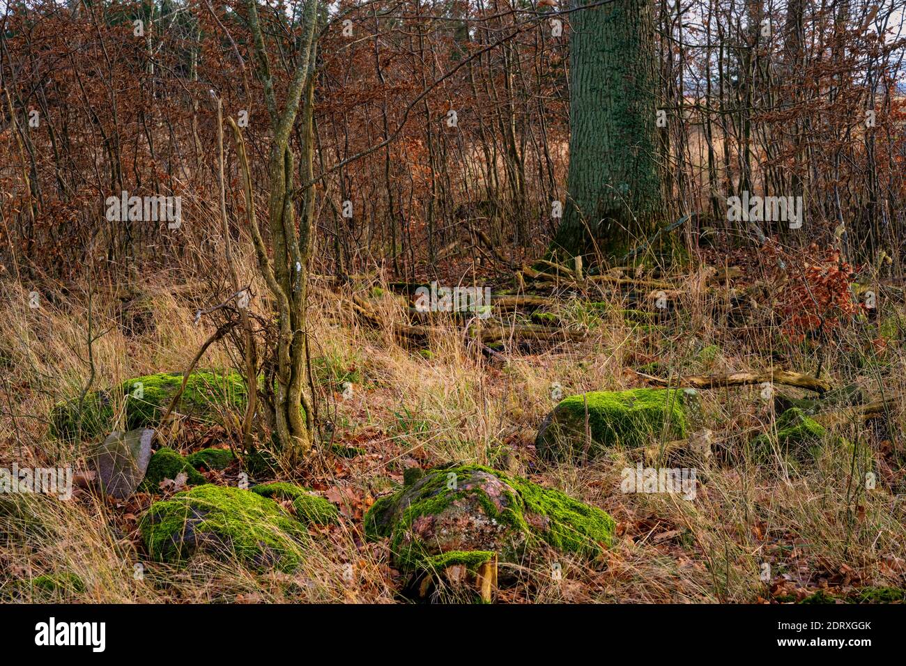 Steine mit grünem Moos in einem Winterwald. Foto aus Eslov, Scania County, Schweden Stockfoto