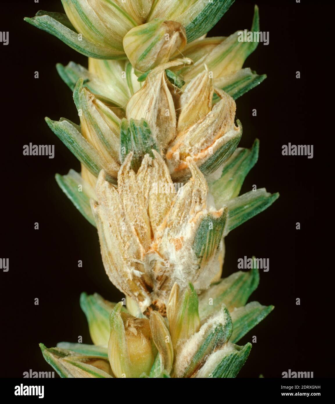 Ohrstößel oder Kopfschorf (Fusarium spp.) Komplex von Krankheitserregern, die die Myzel-Entwicklung auf infizierten Weizenkörnern und Ohren verursachen Stockfoto