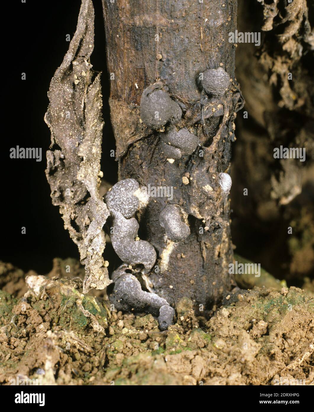Stengelfäule (Sclerotinia sklerotiorum) Schwarze Sklerotien und Fäulnis auf der Stammbasis von A Reife reifende Sonnenblume Stockfoto