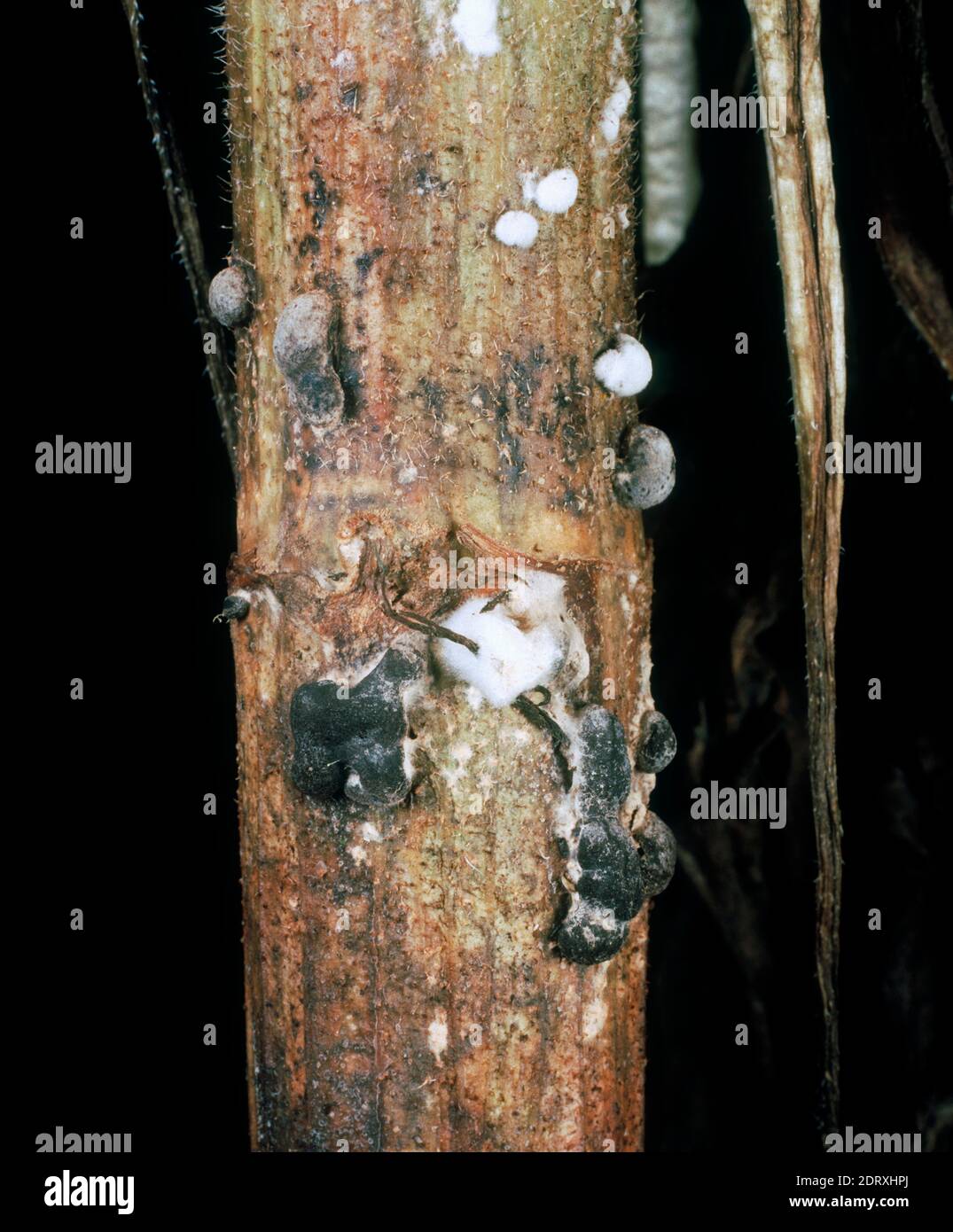 Stengelfäule (Sclerotinia sklerotiorum) Schwarze Sklerotien und Fäulnis auf der Stammbasis von A Reife reifende Sonnenblume Stockfoto