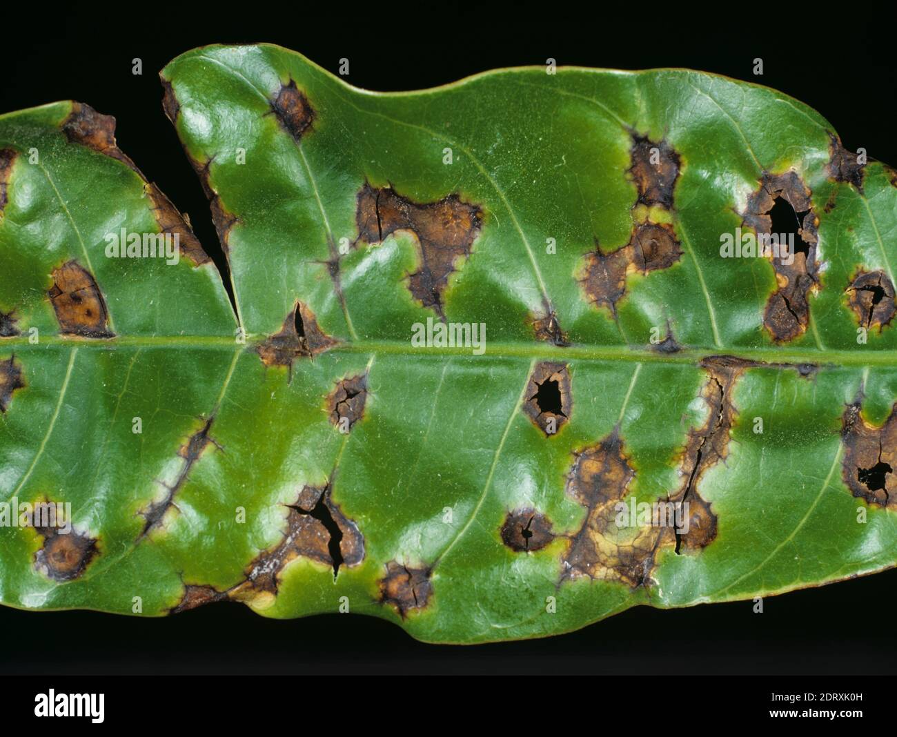 Schwarzer Fleck oder Anthraknose (Colletotrichum gloeospioroides), die Läsionen und Schäden an einem Mangobaum-Blatt, Thailand, erkennen Stockfoto