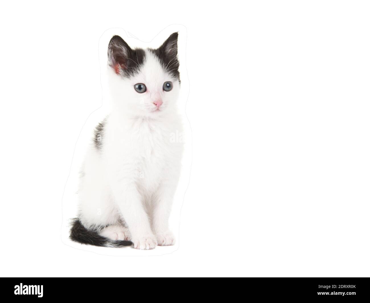 Niedliche Schwarz-Weiß-Baby-Katze Kätzchen sitzt isoliert auf EINEM weißen  Hintergrund Stockfotografie - Alamy