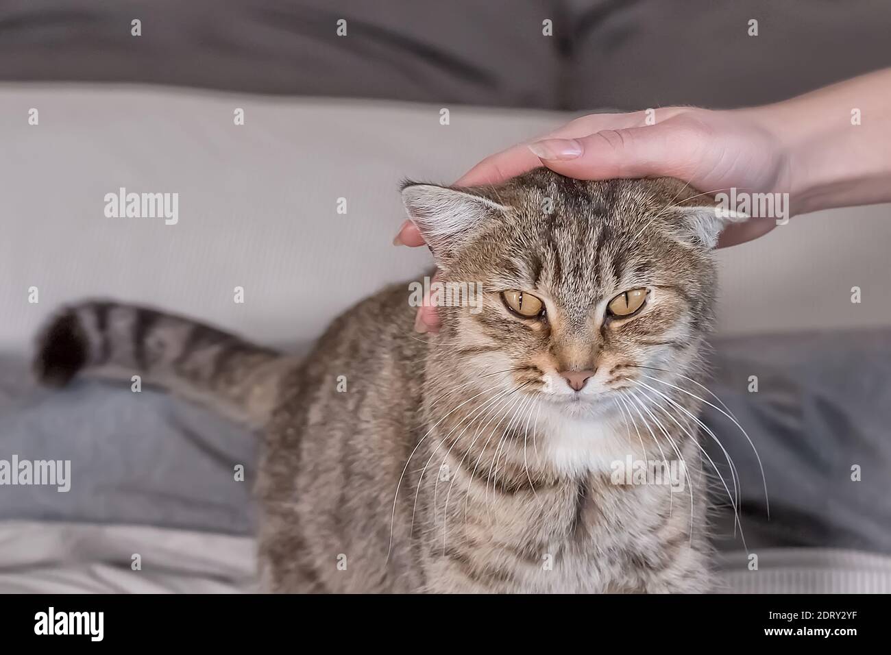 Niedliche graue tabby Katze steht auf dem Bett zu Hause. Die Hand einer Frau streichelt und streichelt eine Katze. Welt-Haustier-Tag. Weltkatzentag. Stockfoto