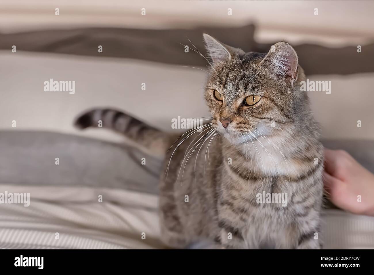 Niedliche graue tabby Katze steht auf dem Bett zu Hause. Die Hand einer Frau streichelt und streichelt eine Katze. Welt-Haustier-Tag. Weltkatzentag. Stockfoto