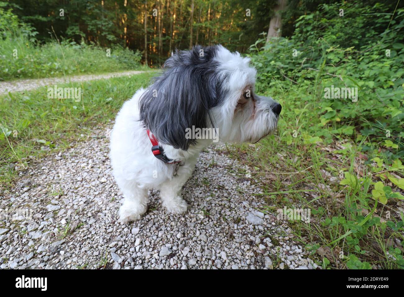 Netter Hund, der neugierig im Wald sucht Stockfoto
