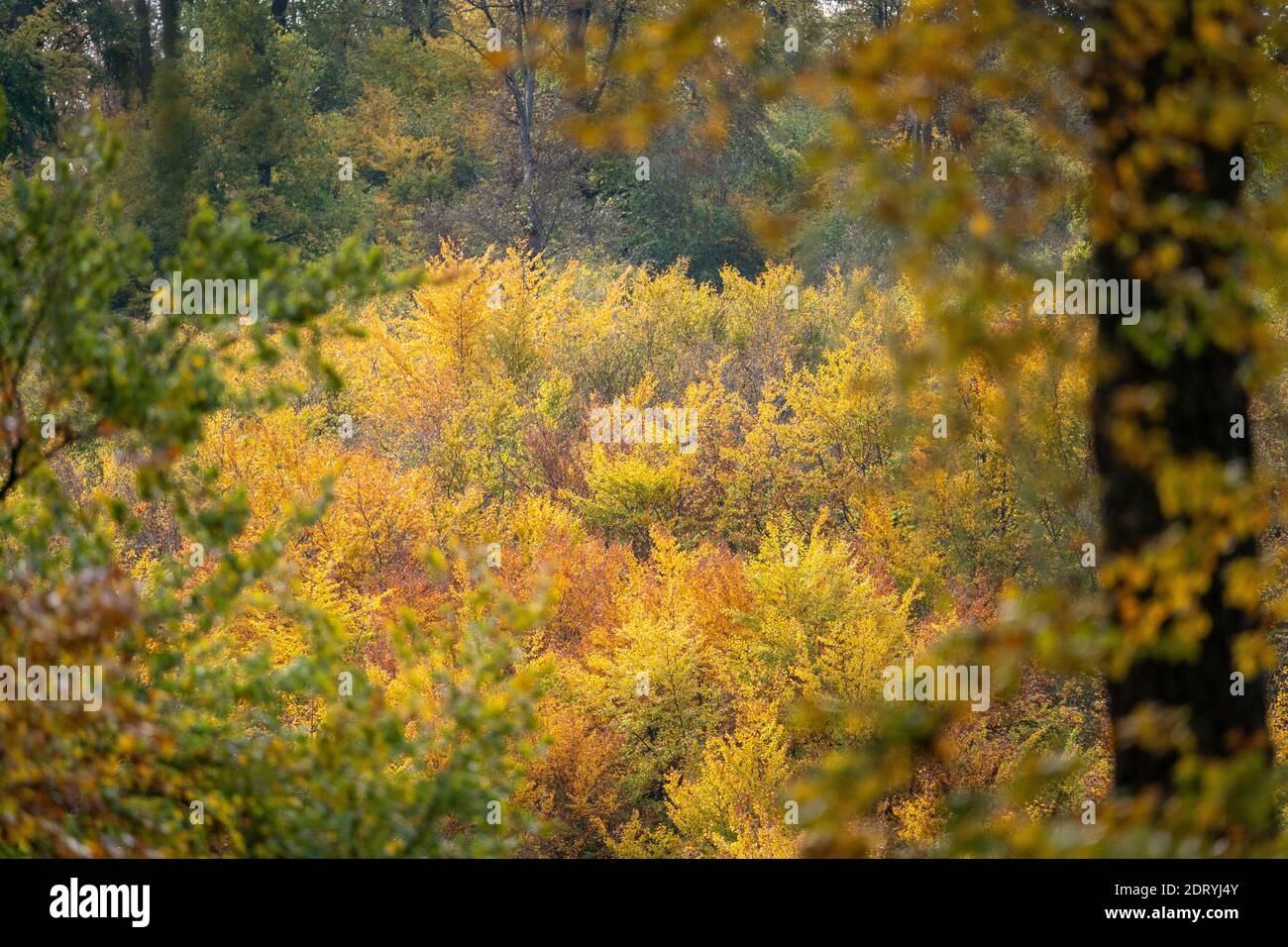 Blick auf einen Wald in Herbstsonne mit Laubbäumen und Blättern in schönen gelben und roten Farben, taunus, deutschland Stockfoto