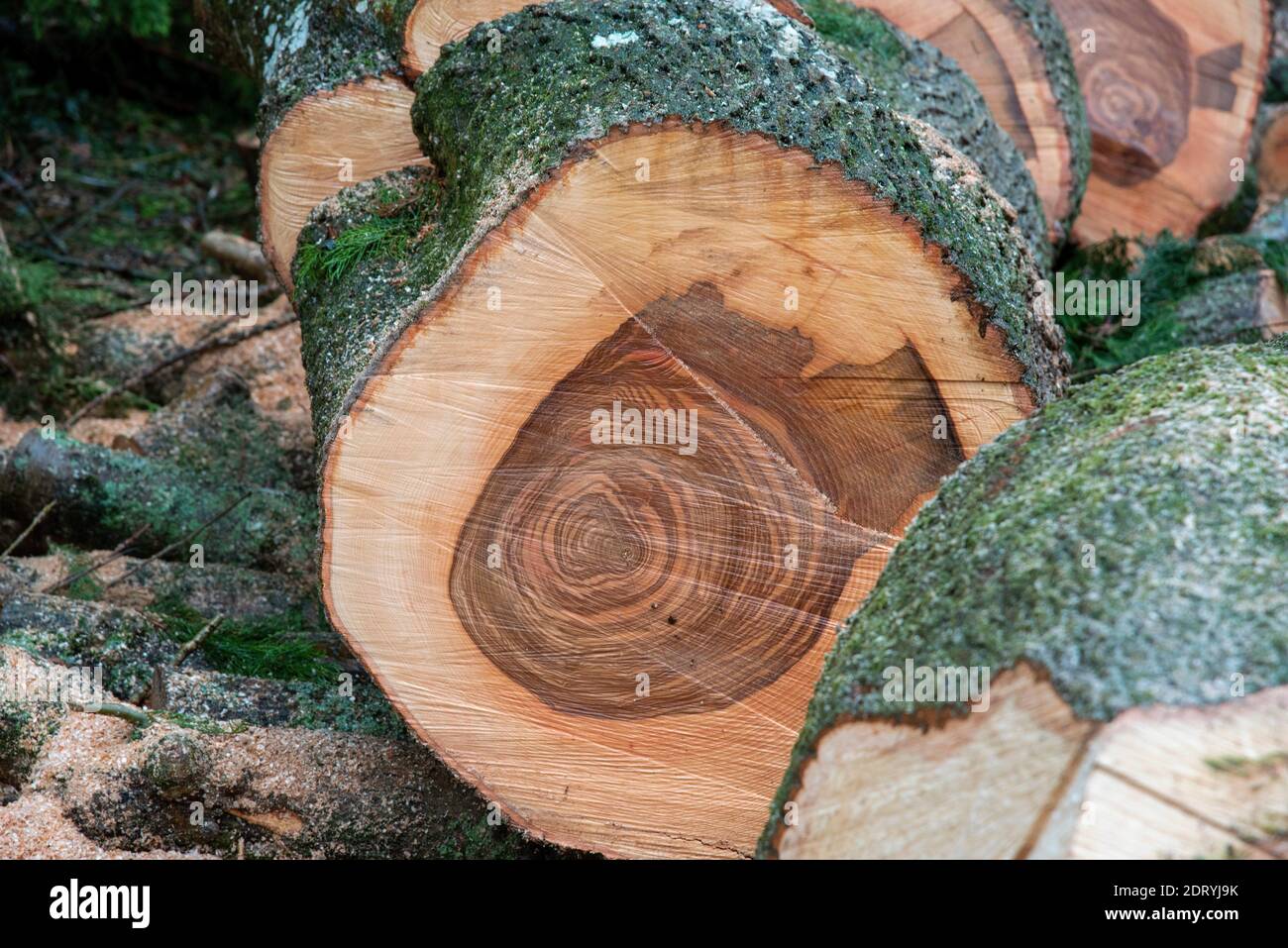 Hampshire, England, Großbritannien. 2020. Muster auf Schnittabschnitt eines Aschenbaums. Stockfoto