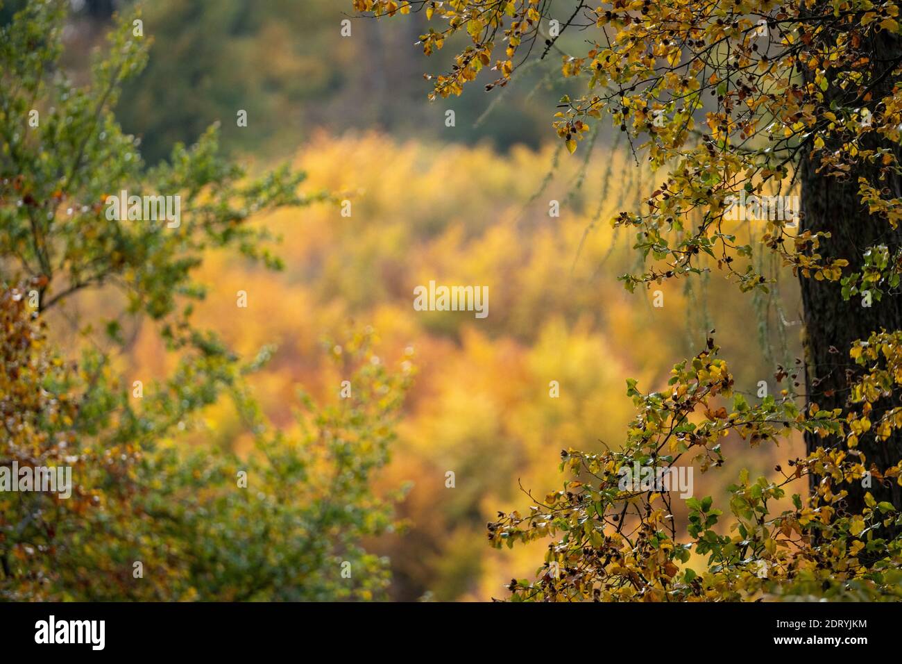 Blick auf einen Wald in Herbstsonne mit Laubbäumen und Blättern in schönen gelben und roten Farben, taunus, deutschland Stockfoto