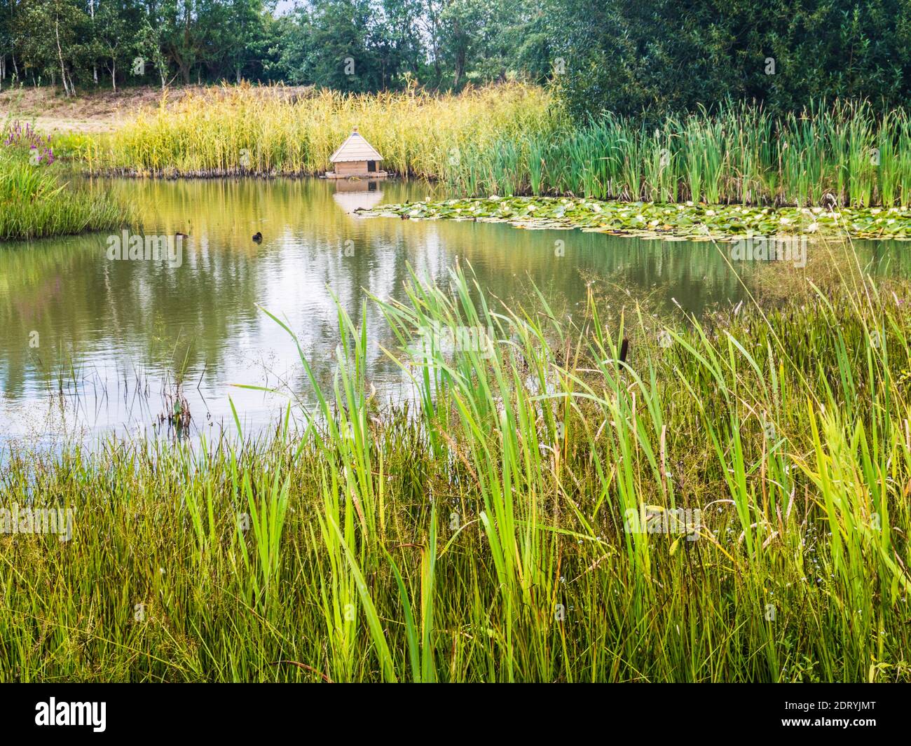 Ein Entenhaus auf einem Teich im Spätsommer. Stockfoto