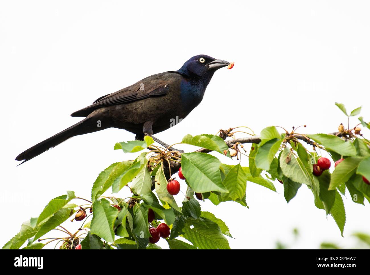 Gewöhnliche Grackle Fütterung in einem Kirschbaum. Stockfoto Gewöhnliche Grackle Fütterung in einem Kirschbaum. Stockfoto