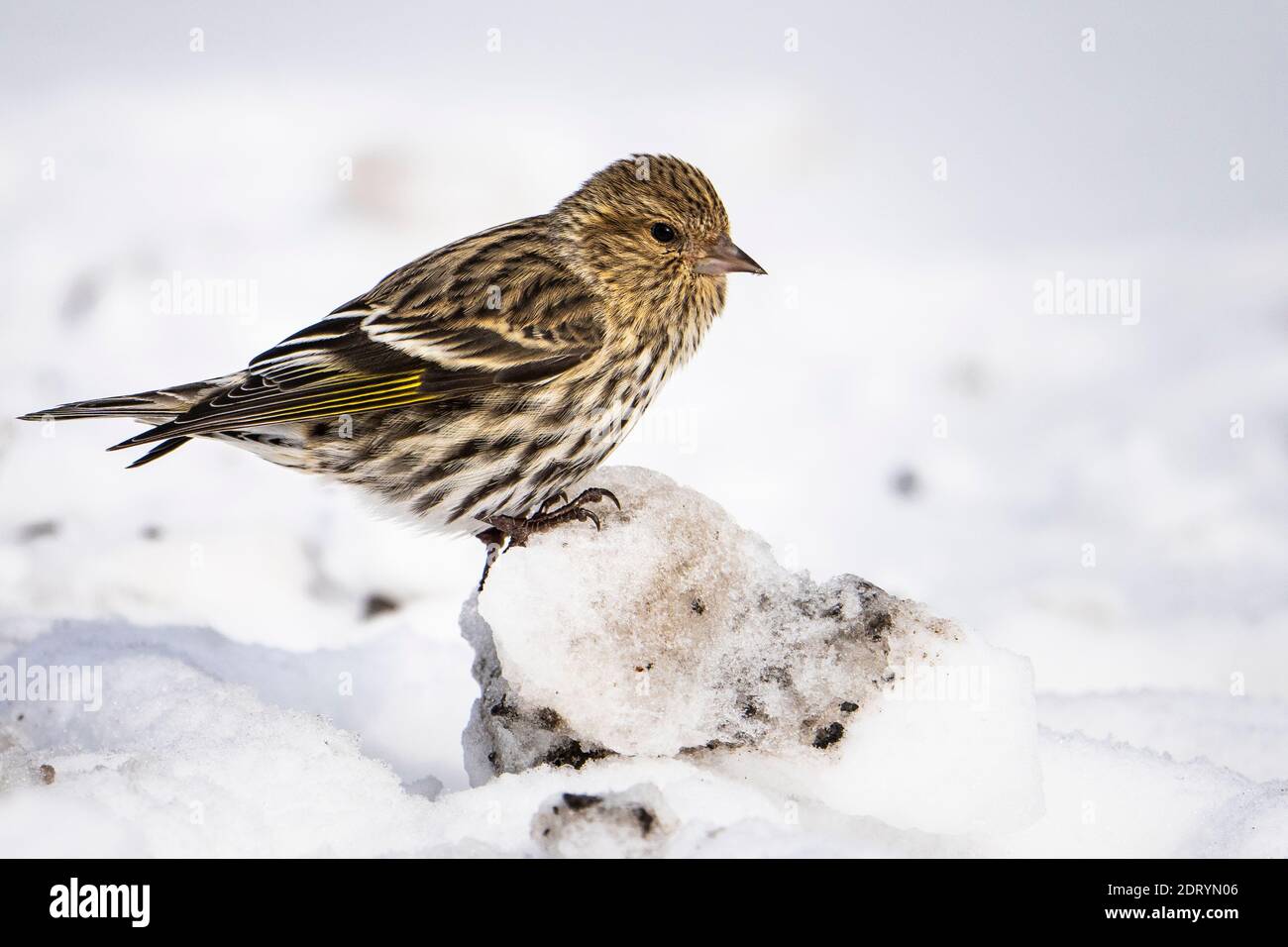 Pine Siskin auf der Suche nach Essen im Winter. Stockfoto