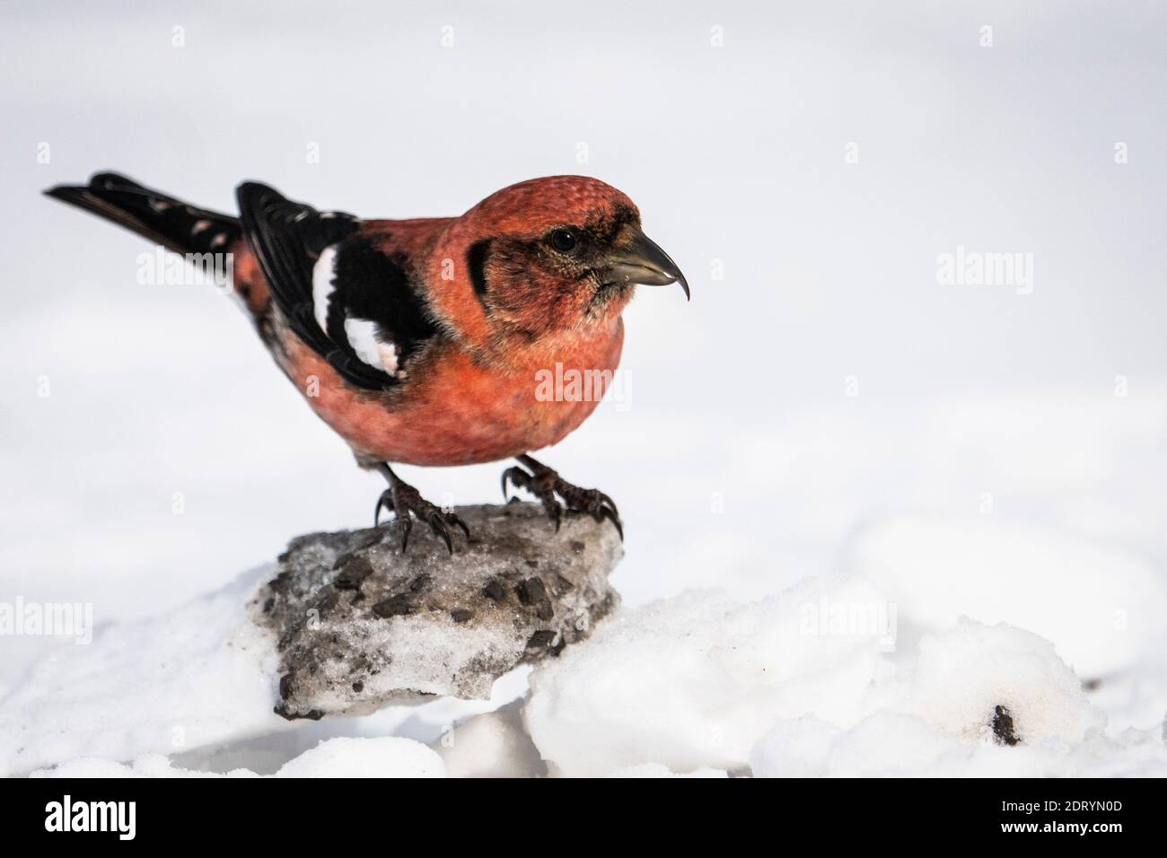 Weißflügelkreuzschnabel auf der Suche nach Nahrung. Stockfoto