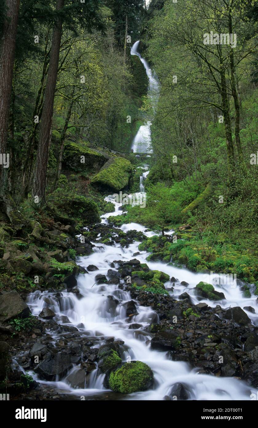 Wahkeena Falls, Columbia River Gorge National Scenic Area, Oregon Stockfoto