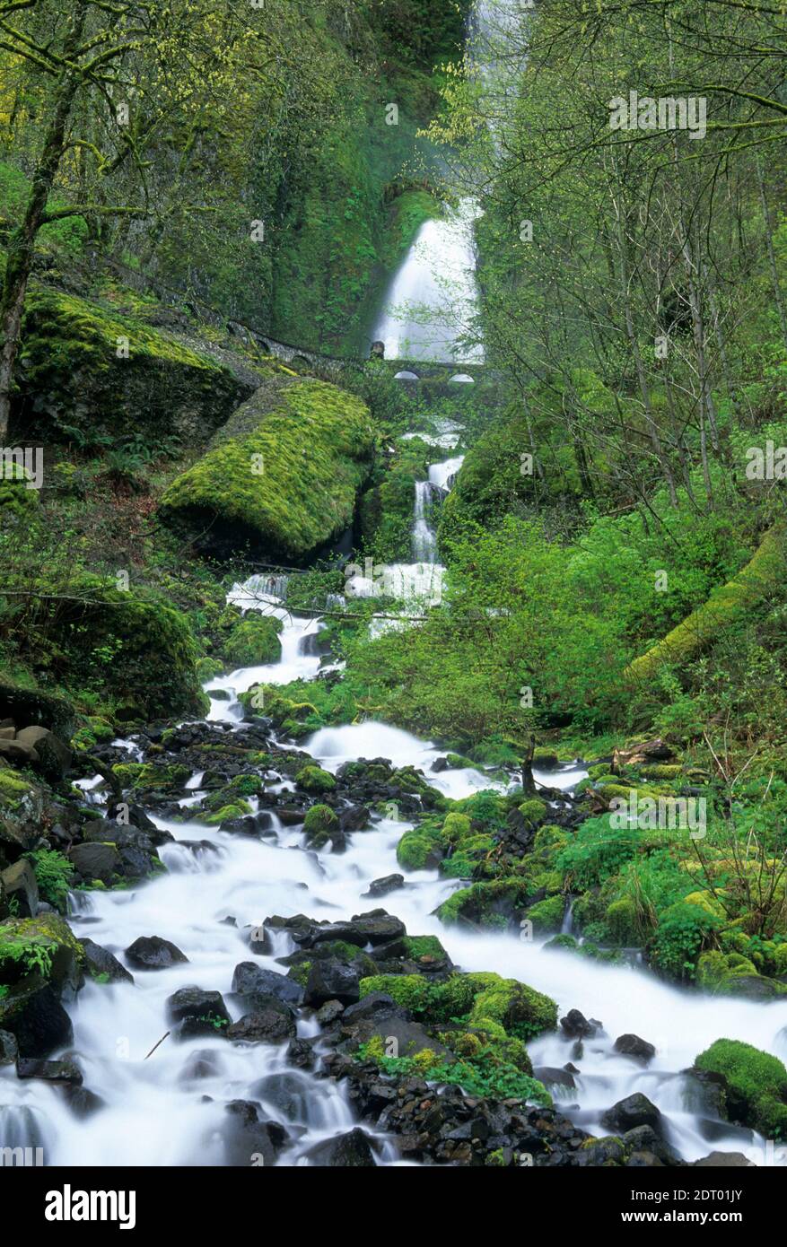 Wahkeena Falls, Columbia River Gorge National Scenic Area, Oregon Stockfoto