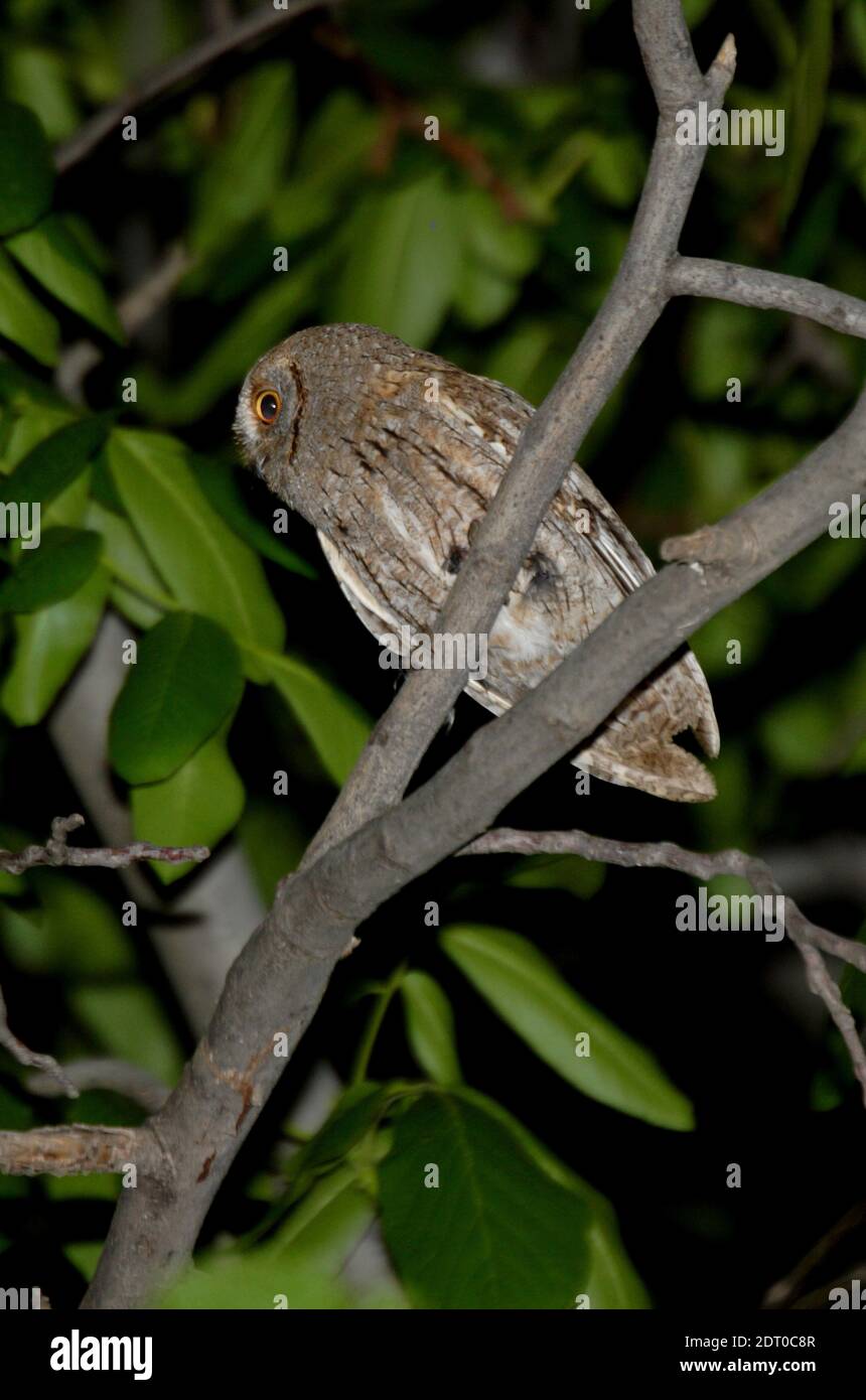 Eurasian Scops-Eule (Otus scops scops) Erwachsene in Baum Armenien thront Mai Stockfoto