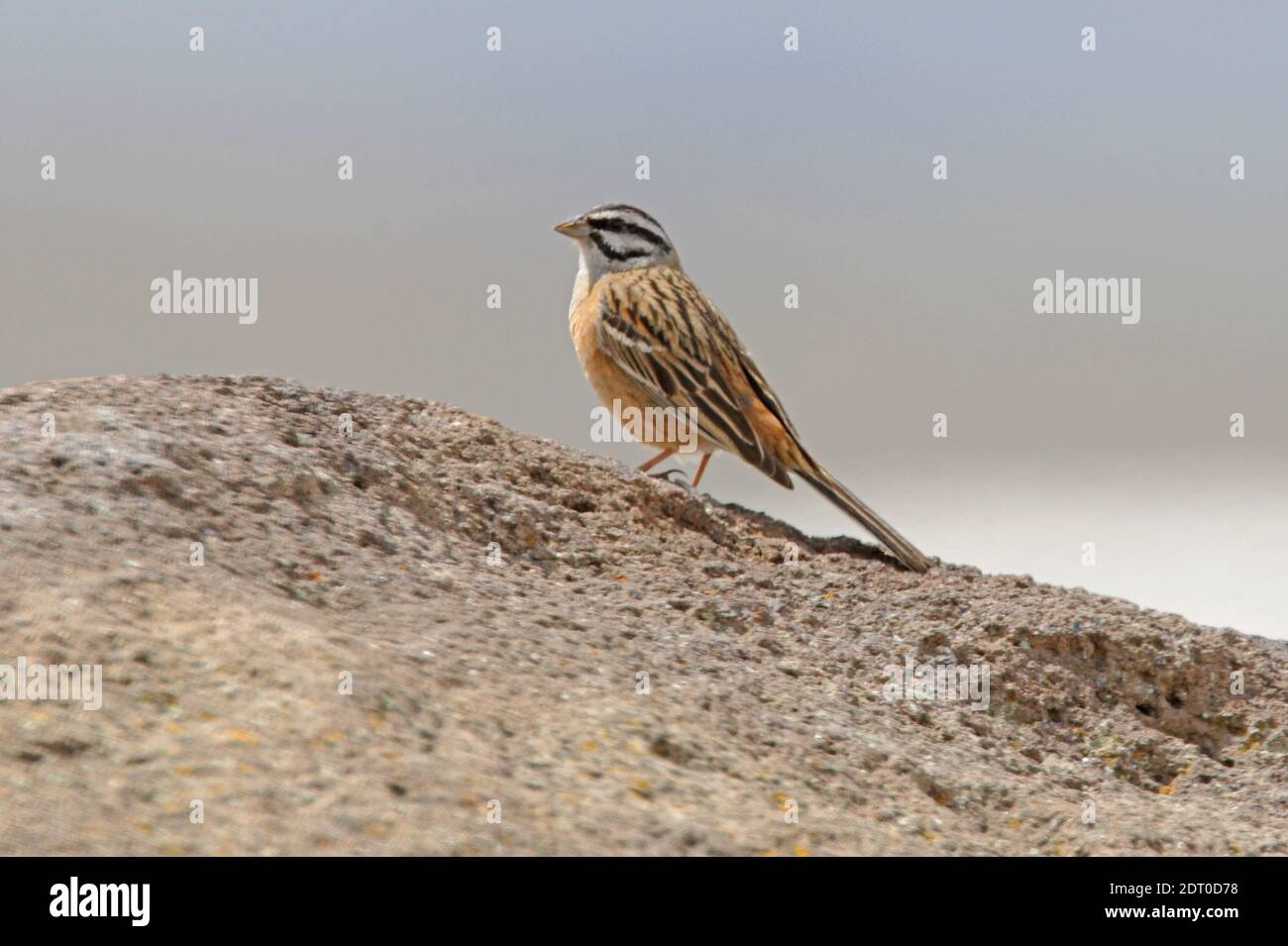 Rock Bunting (Emberiza cia) Erwachsene Männchen auf einem Felsen thront Armenien Mai Stockfoto