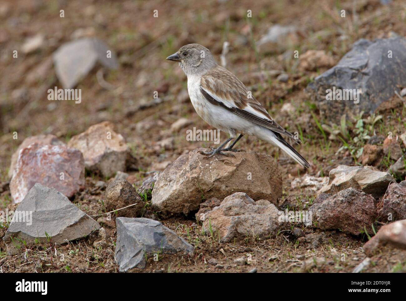 Weißflügelschneegimpel (Montifringilla nivalis alpicola) Erwachsene Weibchen auf Felsen thront Armenien Mai Stockfoto