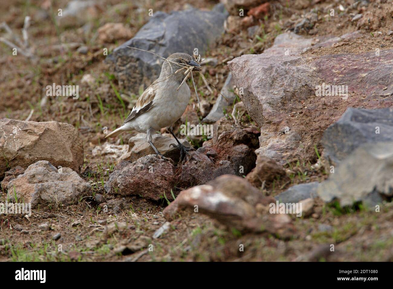 Weißflügelschneegimpel (Montifringilla nivalis alpicola) Weibchen im Begriff, Nest mit Material Armenien zu betreten Mai Stockfoto