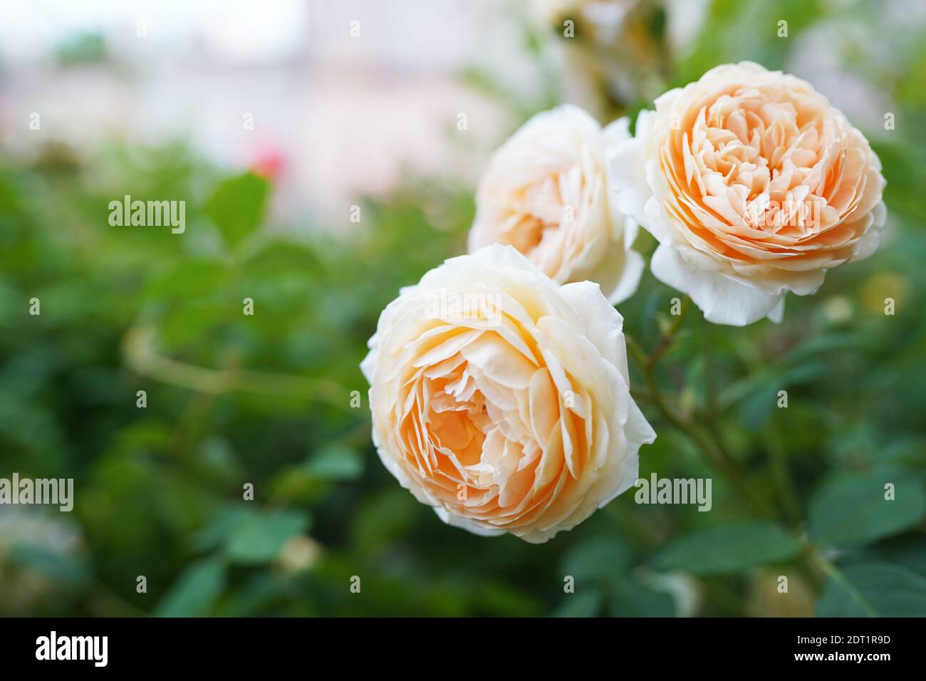 Drei hellorange Wildrosen auf dem Ast im Garten Stockfoto