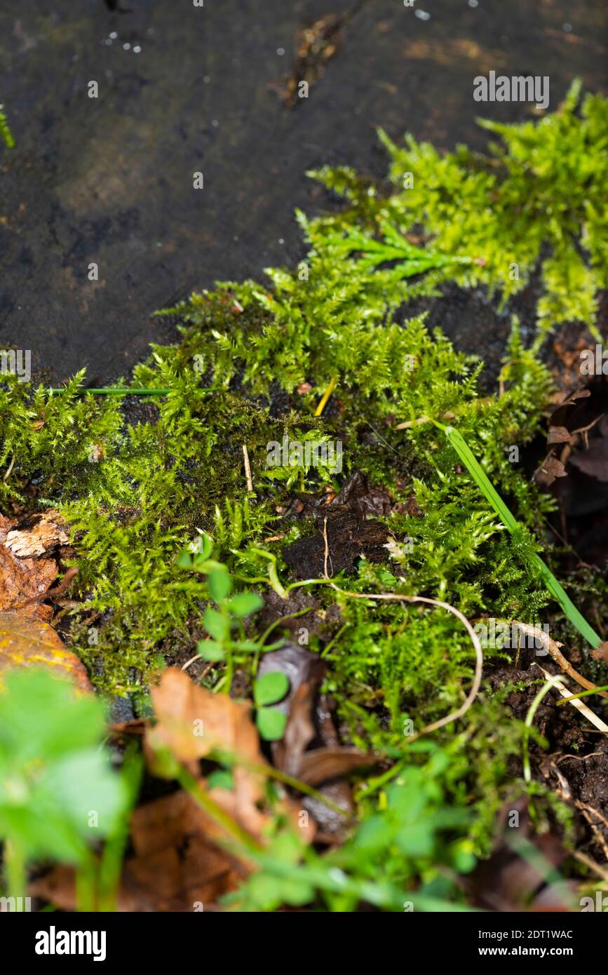 Moss Stockfoto